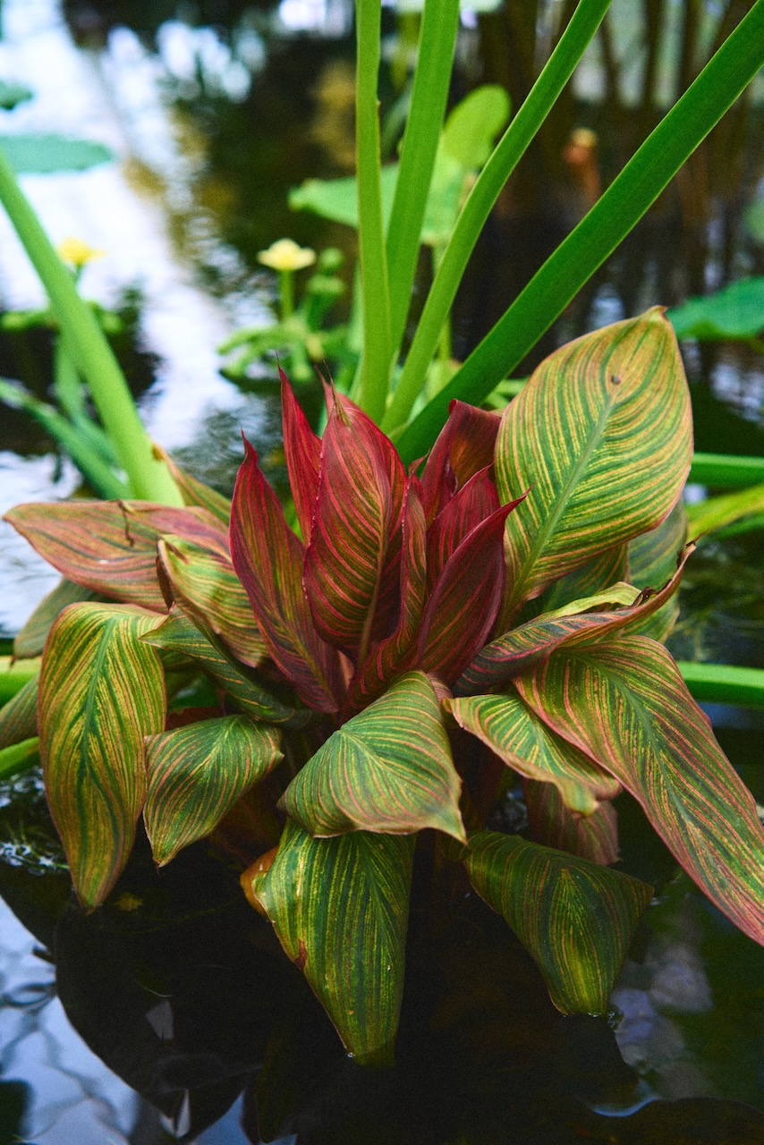 sf_flower1