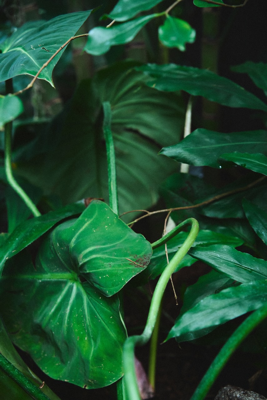 sf_flower14
