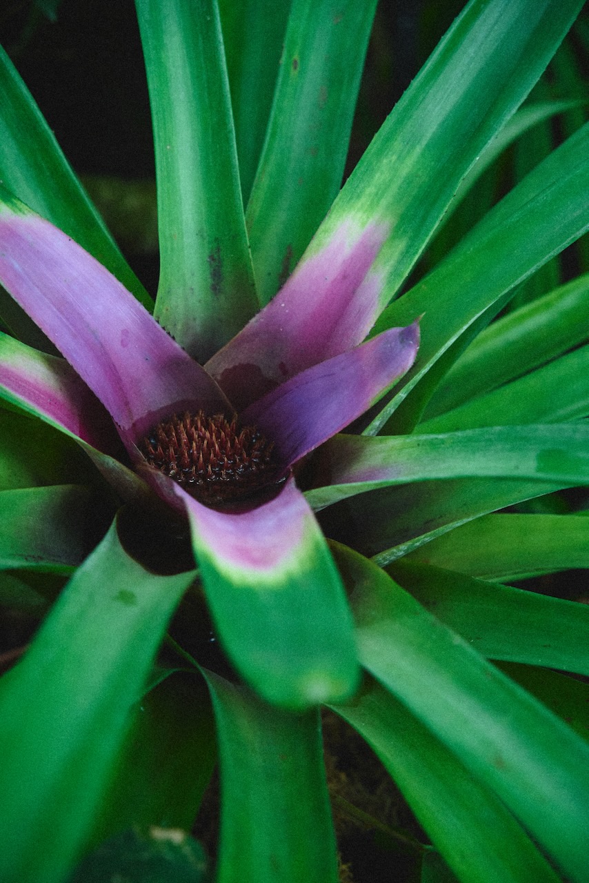 sf_flower17