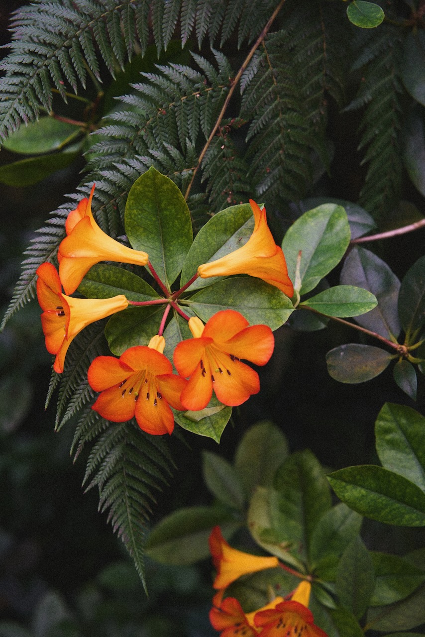 sf_flower18