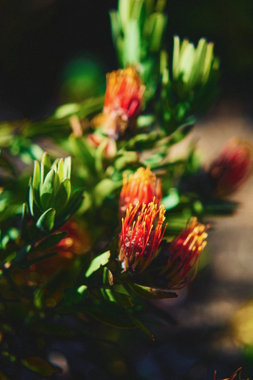 sf_flower19