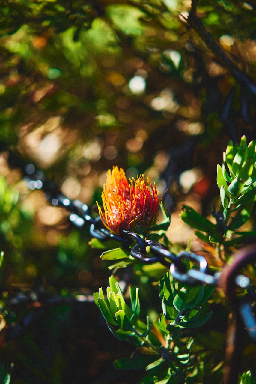 sf_flower20