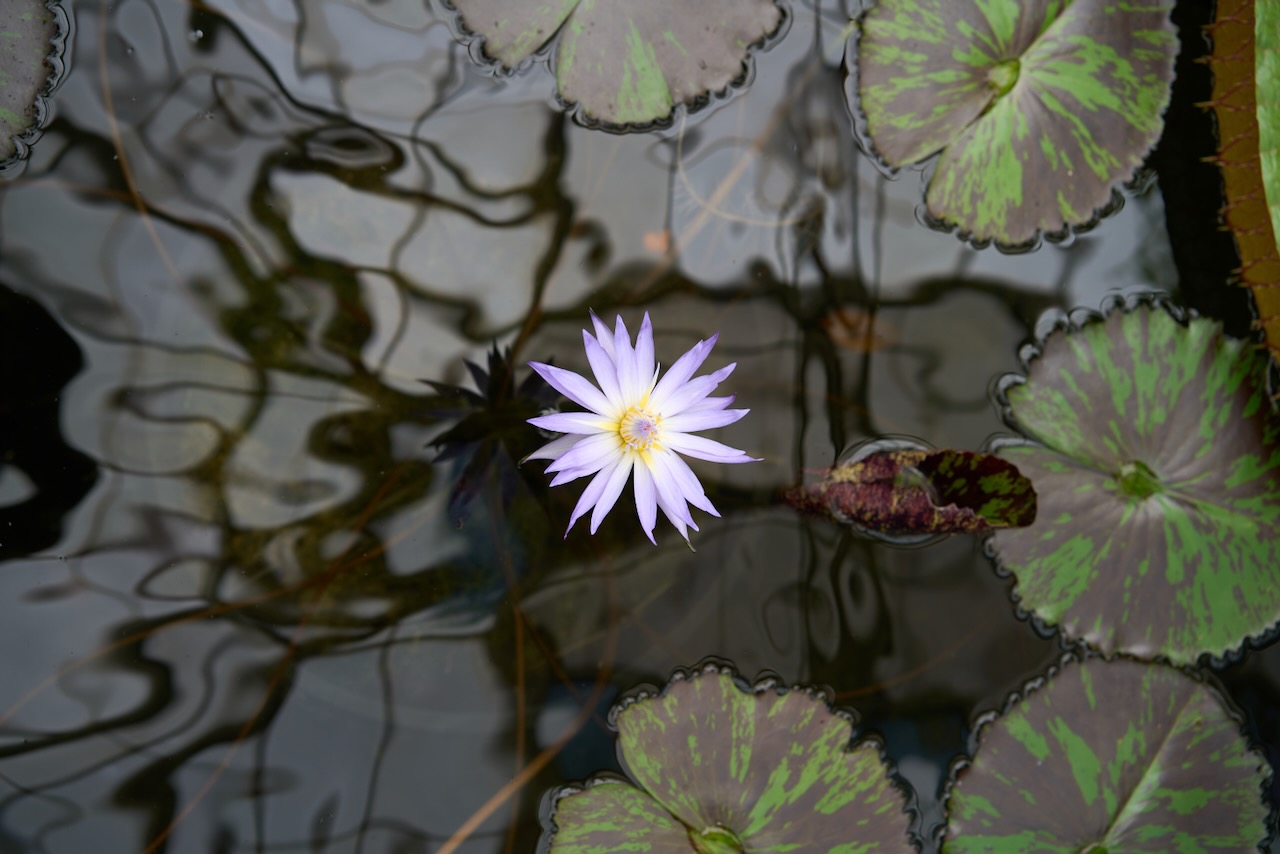 sf_flower24