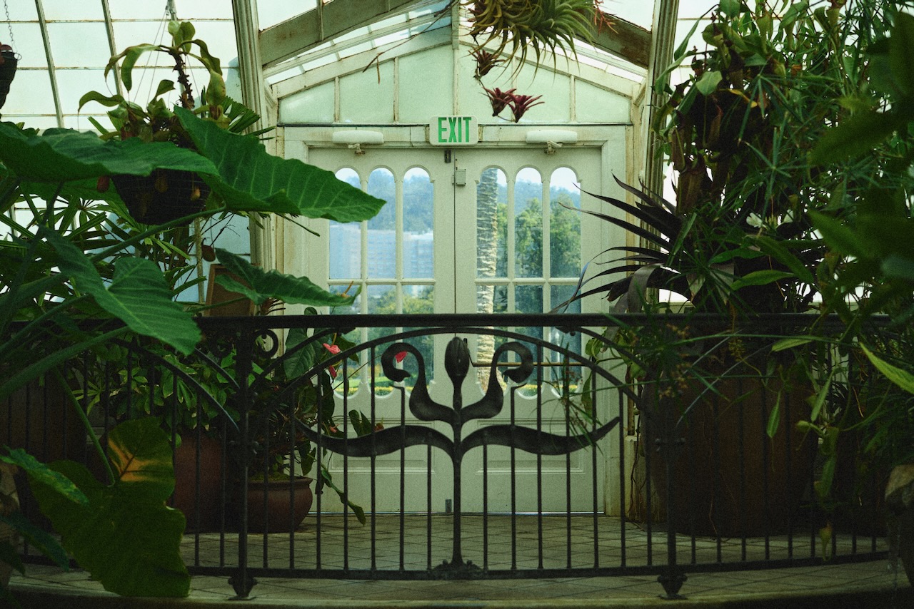 sf_flower29