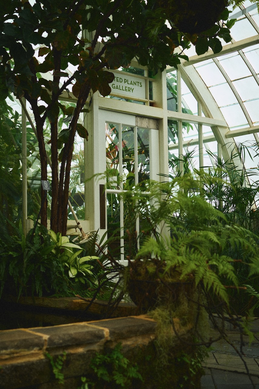 sf_flower5